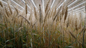Пшеница в закрытом грунте из Нидерландов может спасти мир от голода